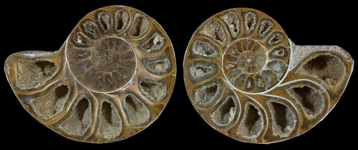 Cut & Polished, Agatized Ammonite Fossil - Jurassic #53809
